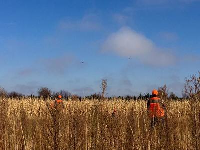 pheasant hunting gregory county south dakota